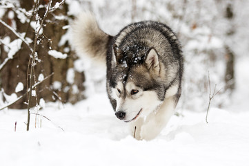 Fototapeta premium dog on a winter walk in the snow