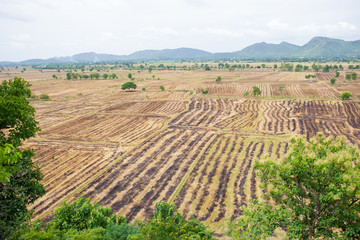 Fototapeta na wymiar Landscape of rice field in South East Asia after harvest season.