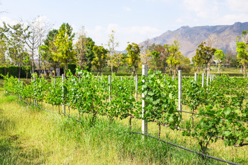 Fototapeta na wymiar Grape vineyard with mountain view in background