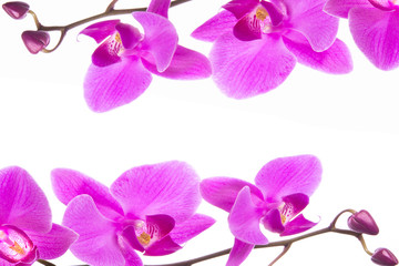 Fototapeta na wymiar beautiful frame purple Phalaenopsis orchid flowers, isolated on white background