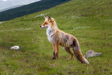 Wild fox animal (Vulpes vulpes) in its natural habitat up in the Bucegi mountains of Romania, looking ahead with a proud, powerful posture.