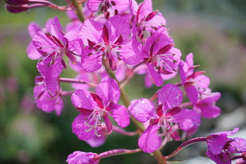 rosa Weidenröschen Epilobium angustifolium