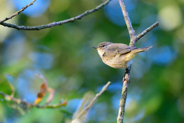 Junger Fitis im Herbst