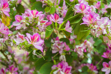 Phanera variegata pink flowers background.