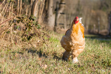 junger Brahma Hahn