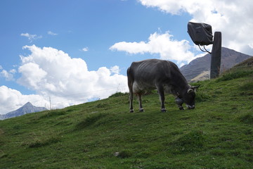 Kühe/ Rinder auf Weide in den Bergen