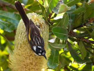 Oiseau noir,, blanc et jaune, passereau des montagnes de l'Est de Australie, en train de manger les graines d'une fleur d'arbre exotique.