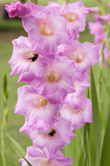 gladiola bumblebees