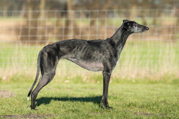 schwarzer Galgo Español