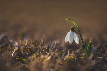 One snowdrops flower (Galanthus nivalis) at spring isolated on brown dried grass with blurred backgroung. The first spring flower.