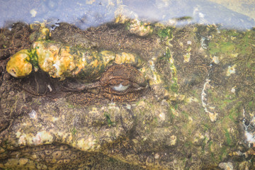 Scary Saltwater or Estuarine Crocodile (crocodylus porosus) is hiding under water and waiting to strike to the prey.
