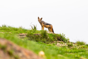 Black backed jackal on the lookuot