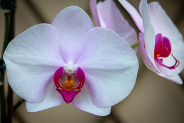 delicate petals on orchid flower