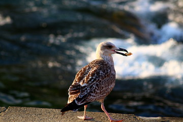 Seagull eating