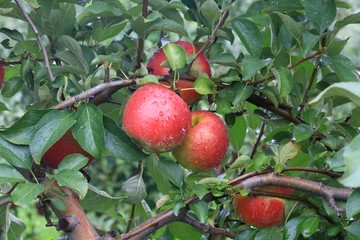 Orchard tree with ripe apples