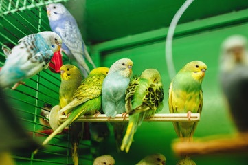 Many multicolor wavy parrots sit in cage. Pet shop. Birds in captivity.