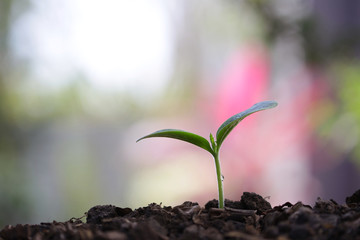 small tree sapling plant planting with dew