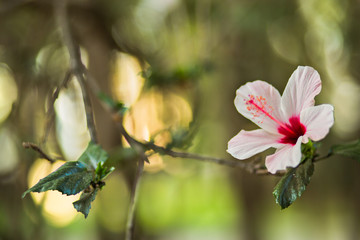 Hibiscus white flower background.