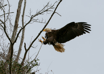 Bald Eagle Landing