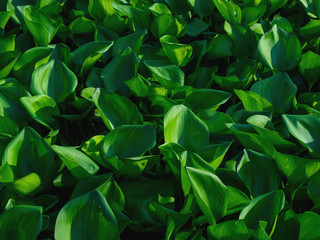 Water Hyacinth cover the pond. Close up green leaf texture background. Photo concept pattern beautiful tropical nature.