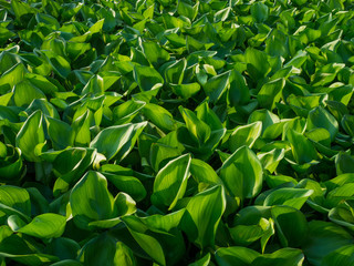 Fototapeta premium Water Hyacinth cover the pond. Close up green leaf texture background. Photo concept pattern beautiful tropical nature.