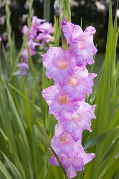 gladiola pink stem