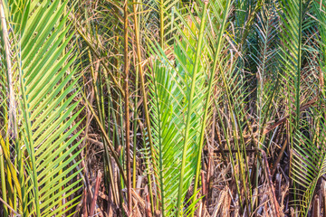 Green nipa palm (Nypa fruticans) forest with blue sky background.  Nypa fruticans also known as the nipa palm or mangrove palm and grow in soft mud and slow-moving tidal and river waters.
