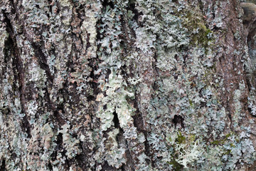 Texture de divers matériaux métal bois béton tissus couleur cuir papier abstrait	