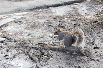 Fototapeta premium Grey squirrel in Central park New York