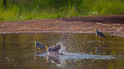 Oiseau vanneau soldat en train de se rafraichir et s'ébrouer dans une mare d'eau des marais du Nord de l'Australie.