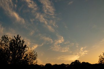 Weedy Plant Against the Sunset