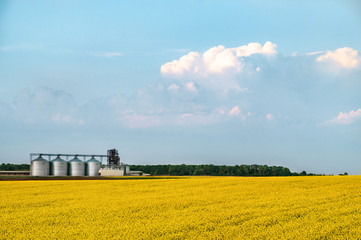 Agriculture farm silo yellow rape