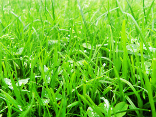 Fototapeta na wymiar Green grass. Landscapes. Back background