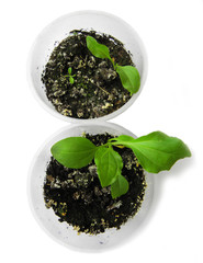 Seedling spring on a white background. Flower seedlings.