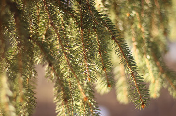 Pine tree fir