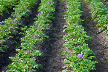 Fototapeta na wymiar Rows of potato field plantations. Agriculture farm landscape