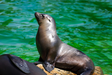 Fototapeta premium Sunbathing sea lion relaxing on the stone at Berlin Zoo