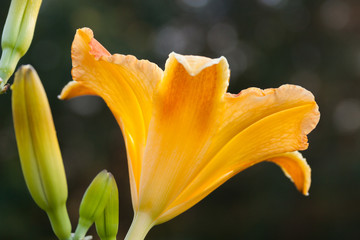 yellow daylily trumpet flower