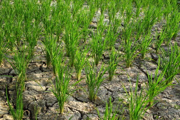 Pousses de riz  sol sec