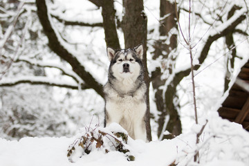 dog on a winter walk in the snow