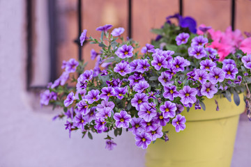 Purple petunia flowers at a flowerpot