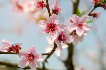 Rural landscape,Peach Blossom in moutainous area in shaoguan district, guangdong province, China
