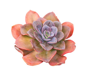 Miniature succulent plants isolated
