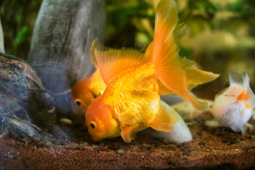 Oranda goldfish