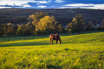 Thoroughbred horses are grazing grass on pasture