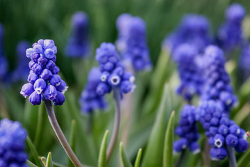 Muscari flower. Muscari armeniacum. Grape Hyacinths. Spring flowers. Muscari armeniacum plant with blue flowers.