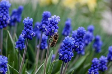 Fototapeta premium Muscari flower. Muscari armeniacum. Grape Hyacinths. Spring flowers. Muscari armeniacum plant with blue flowers.