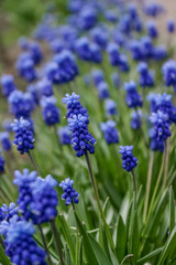 Muscari flower. Muscari armeniacum. Grape Hyacinths. Spring flowers. Muscari armeniacum plant with blue flowers.