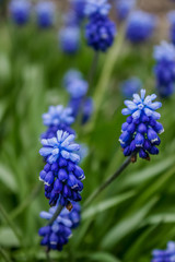 Muscari flower. Muscari armeniacum. Grape Hyacinths. Spring flowers. Muscari armeniacum plant with blue flowers.