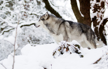 Alaskan Malamute dog on a winter walk in the snow